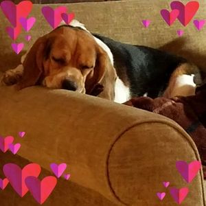 Meet your Posher, Lucille